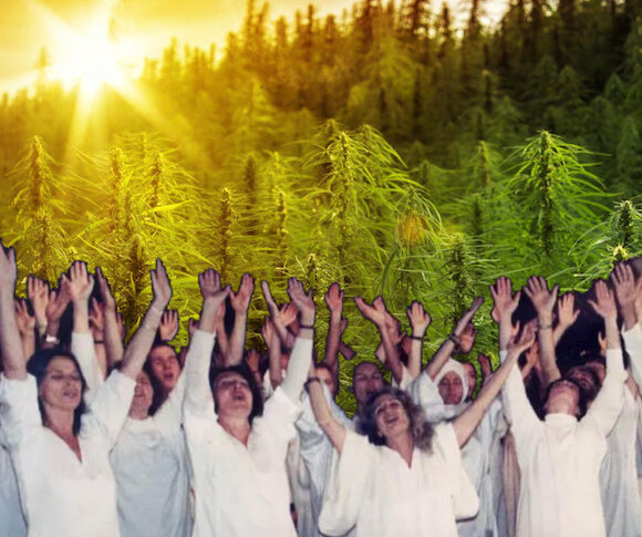 cannabis cults